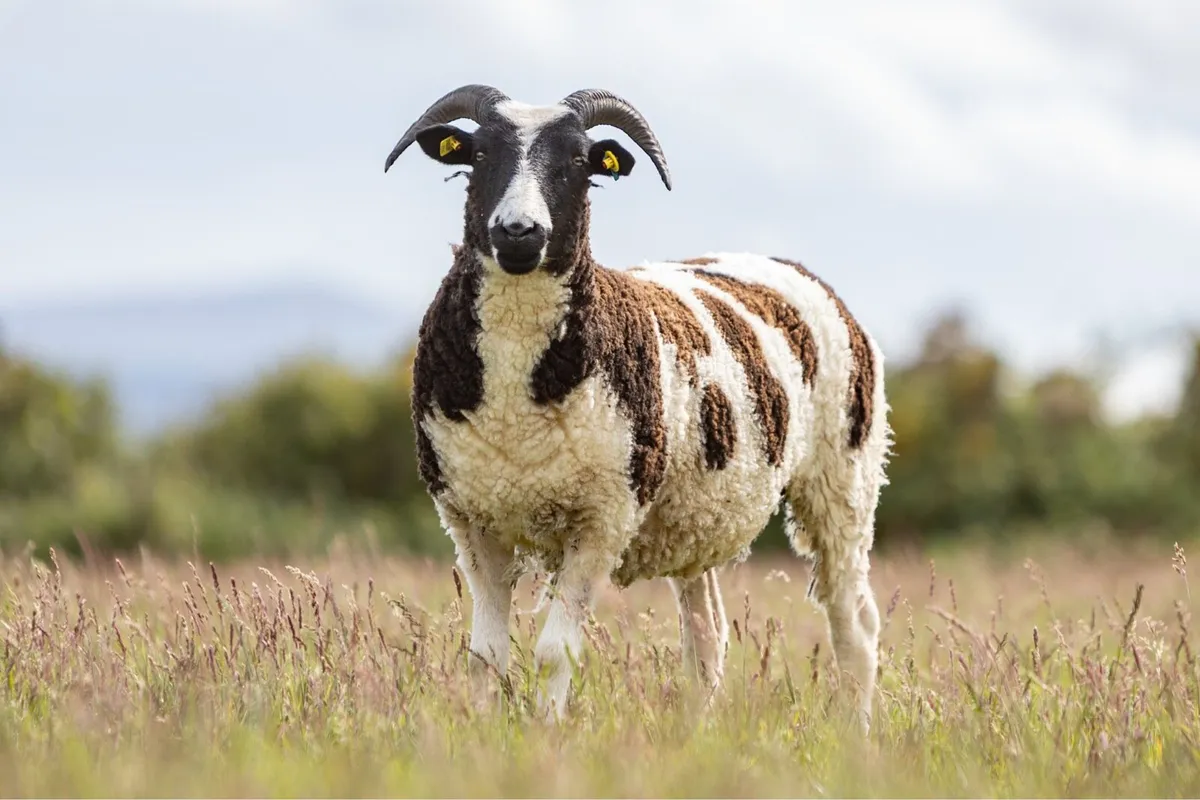 Jacob Hoggets, Ewes, Rams & Lambs - Image 4