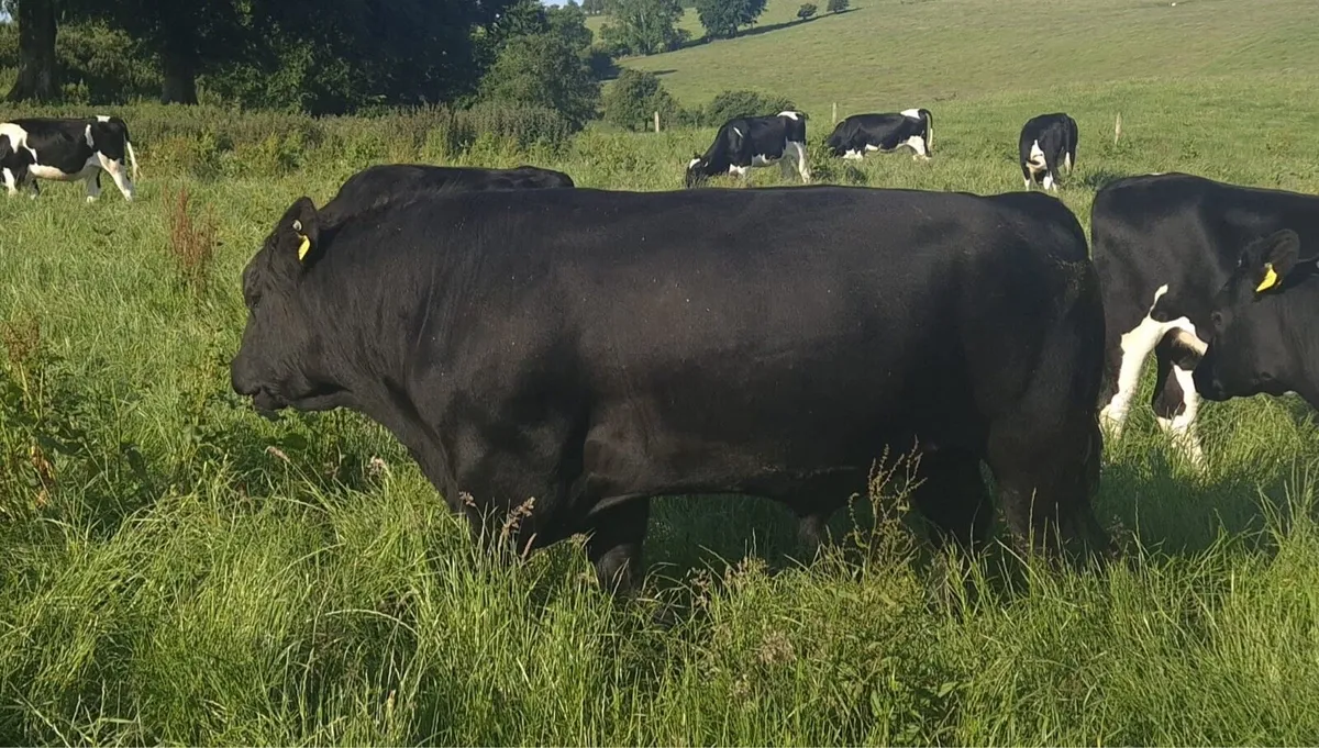 Angus Stock Bulls - Image 1