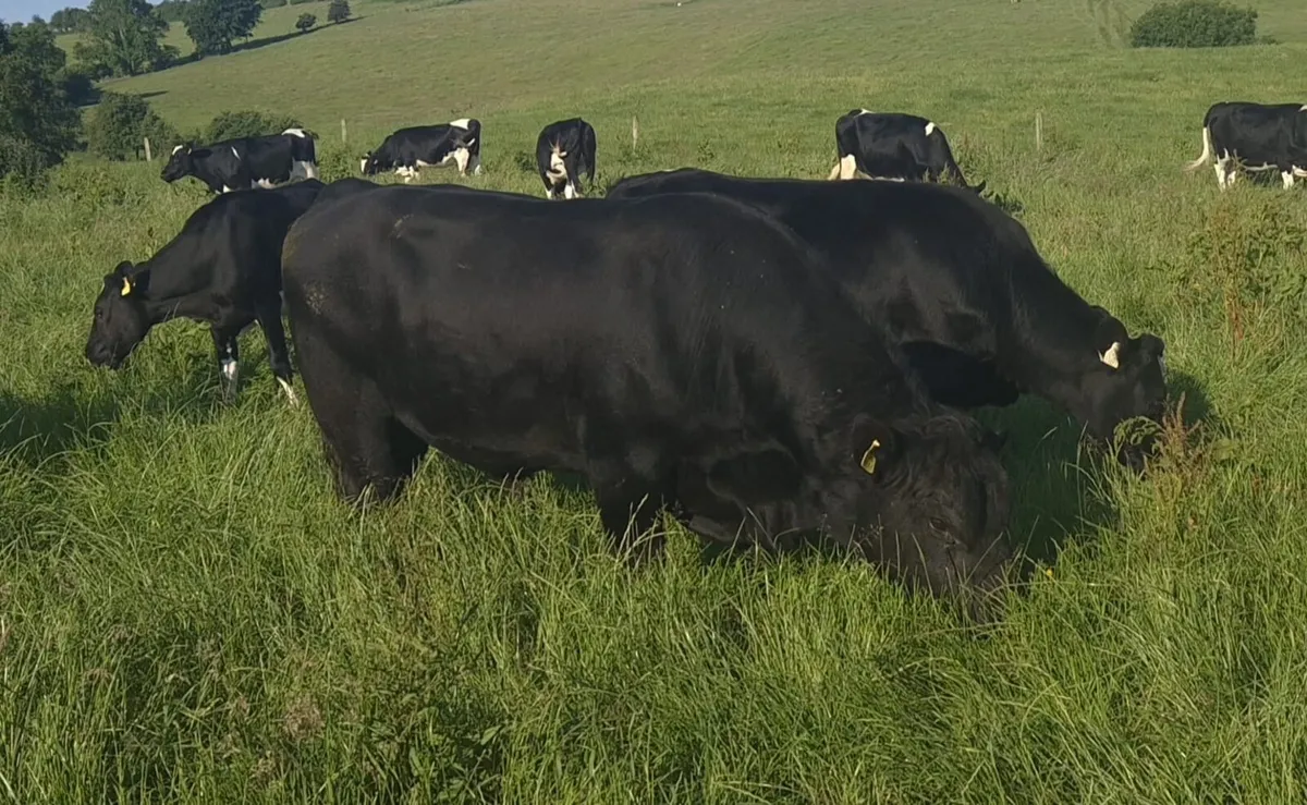 Angus Stock Bulls - Image 2