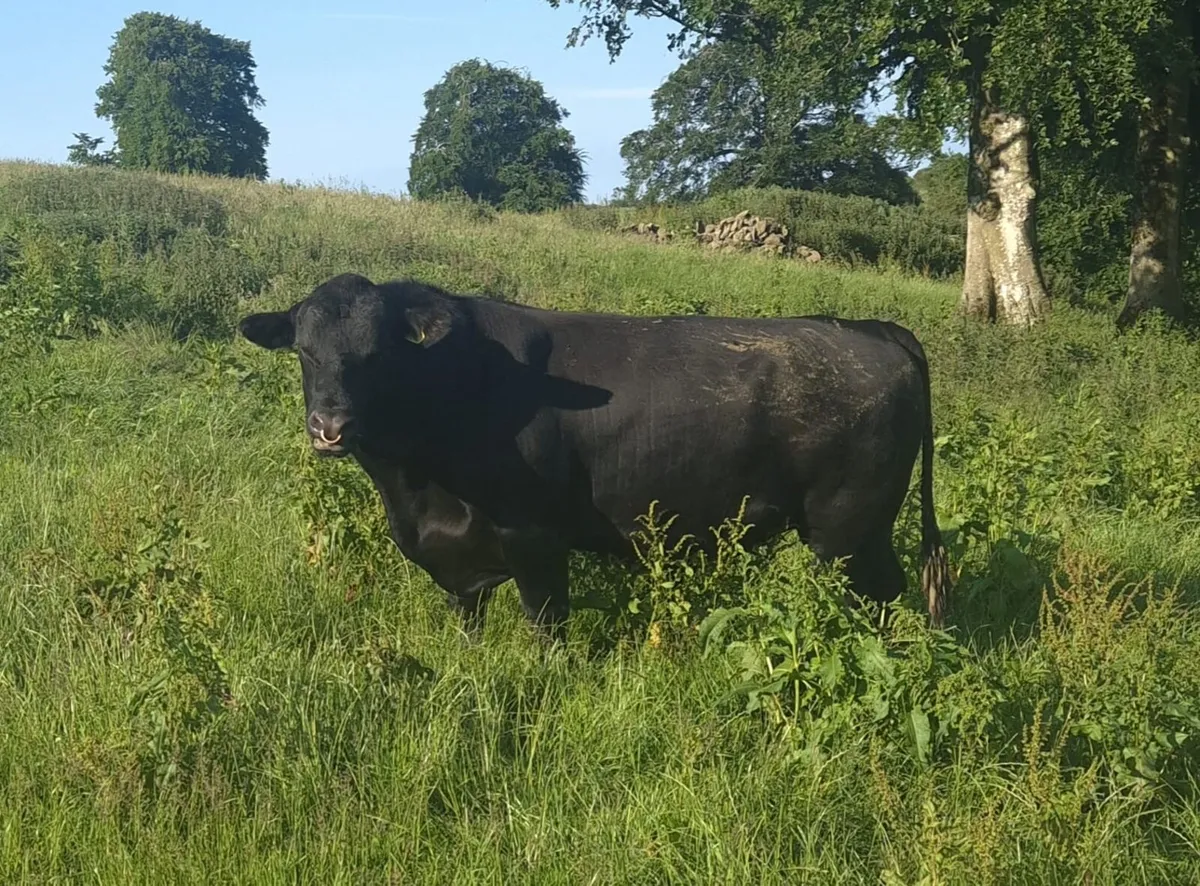 Angus Stock Bulls - Image 3
