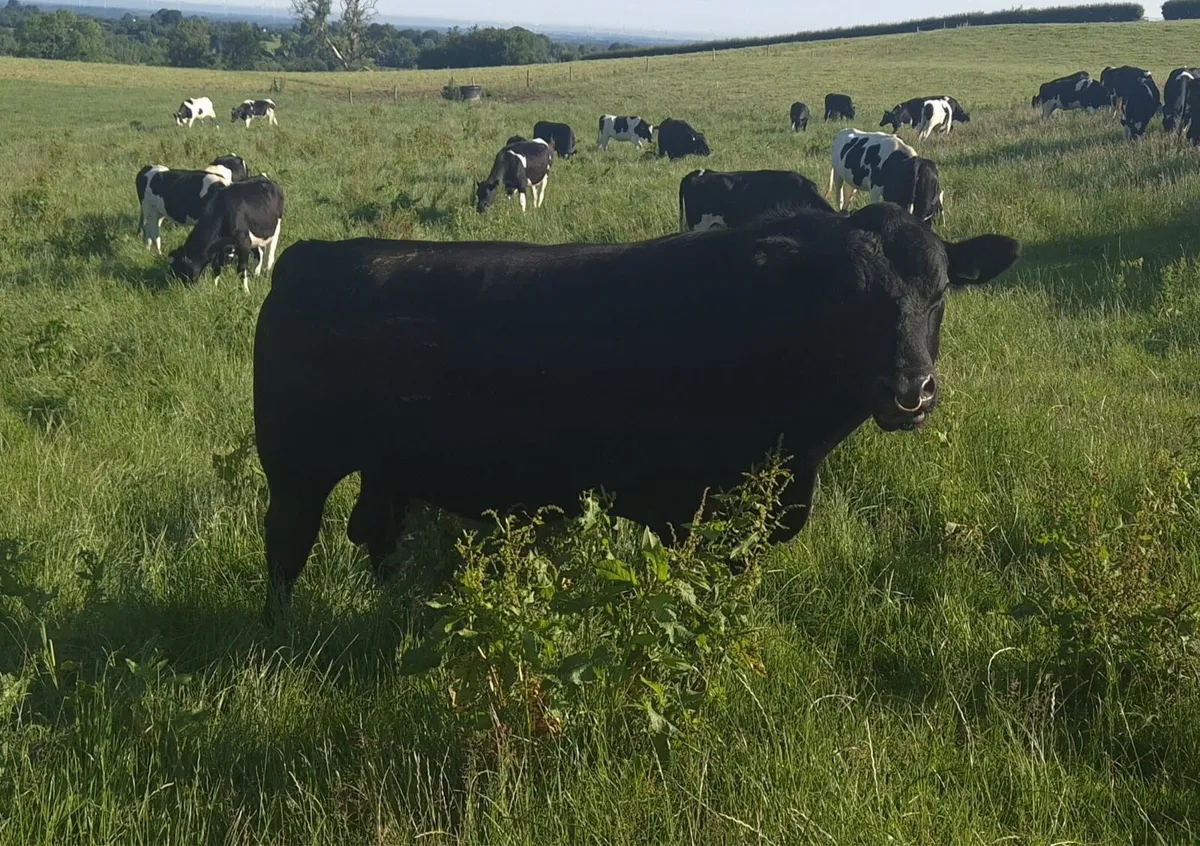 Angus Stock Bulls - Image 4