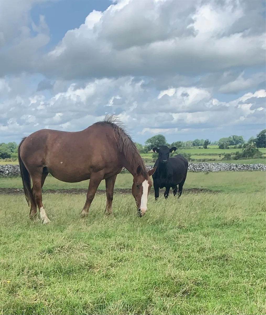 Two Mare for Sale - Image 1