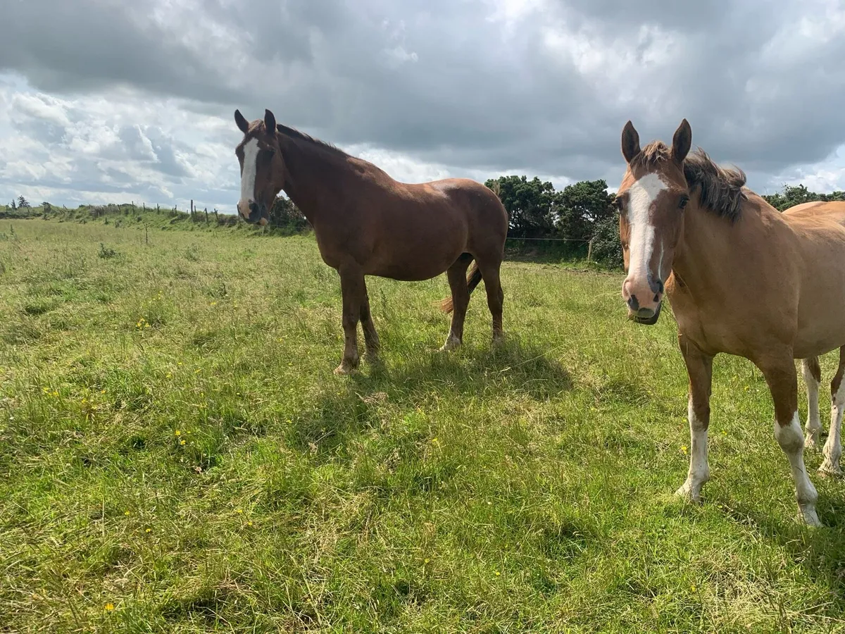 Two Mare for Sale - Image 2