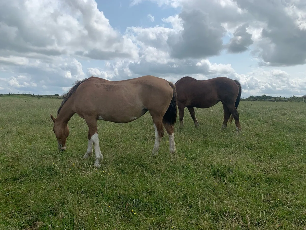 Two Mare for Sale - Image 3
