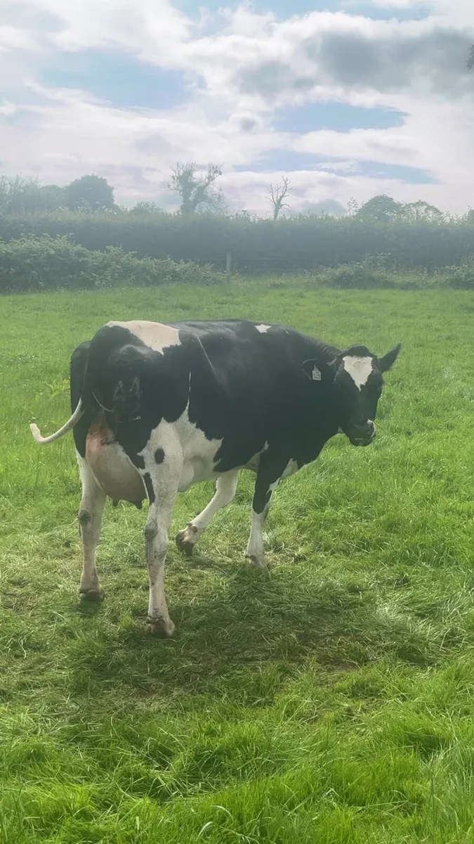 Calved Heifers - Image 2