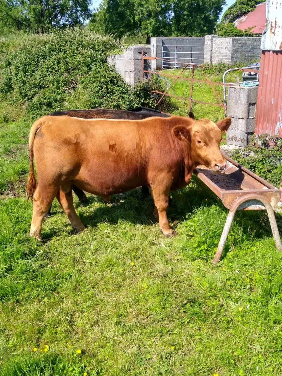 Pedigree Angus bulls - Image 1
