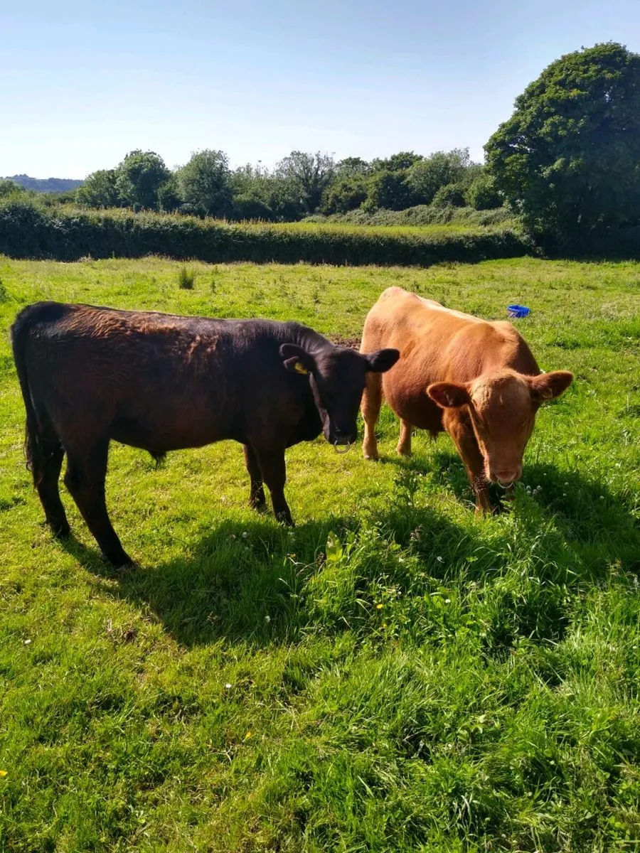 Pedigree Angus bulls - Image 2