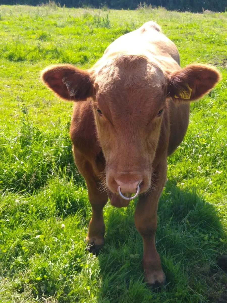 Pedigree Angus bulls - Image 3