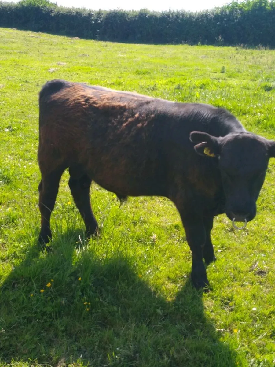 Pedigree Angus bulls - Image 4