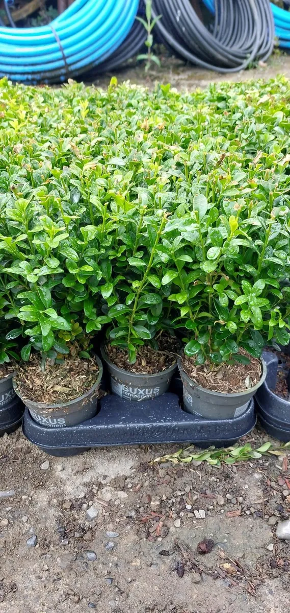 Box Hedging - Image 1