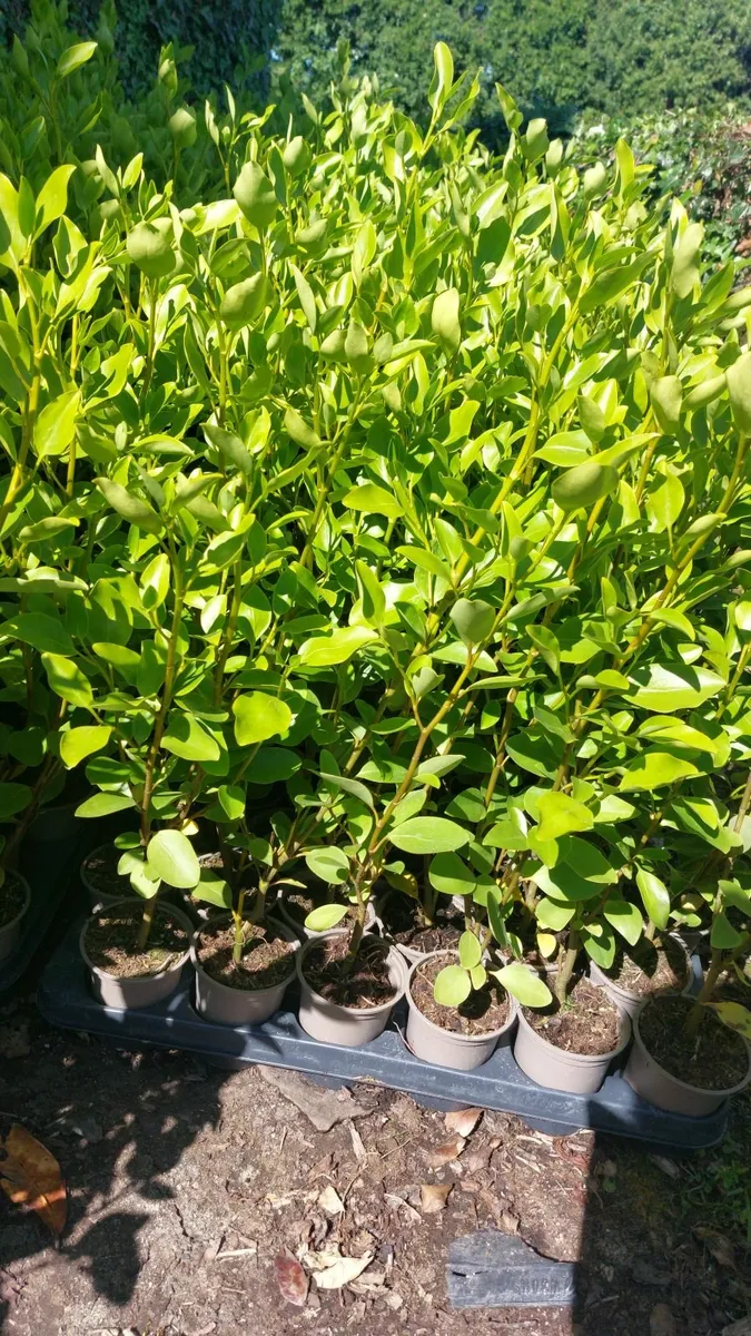 Griselinia Hedging - Image 3