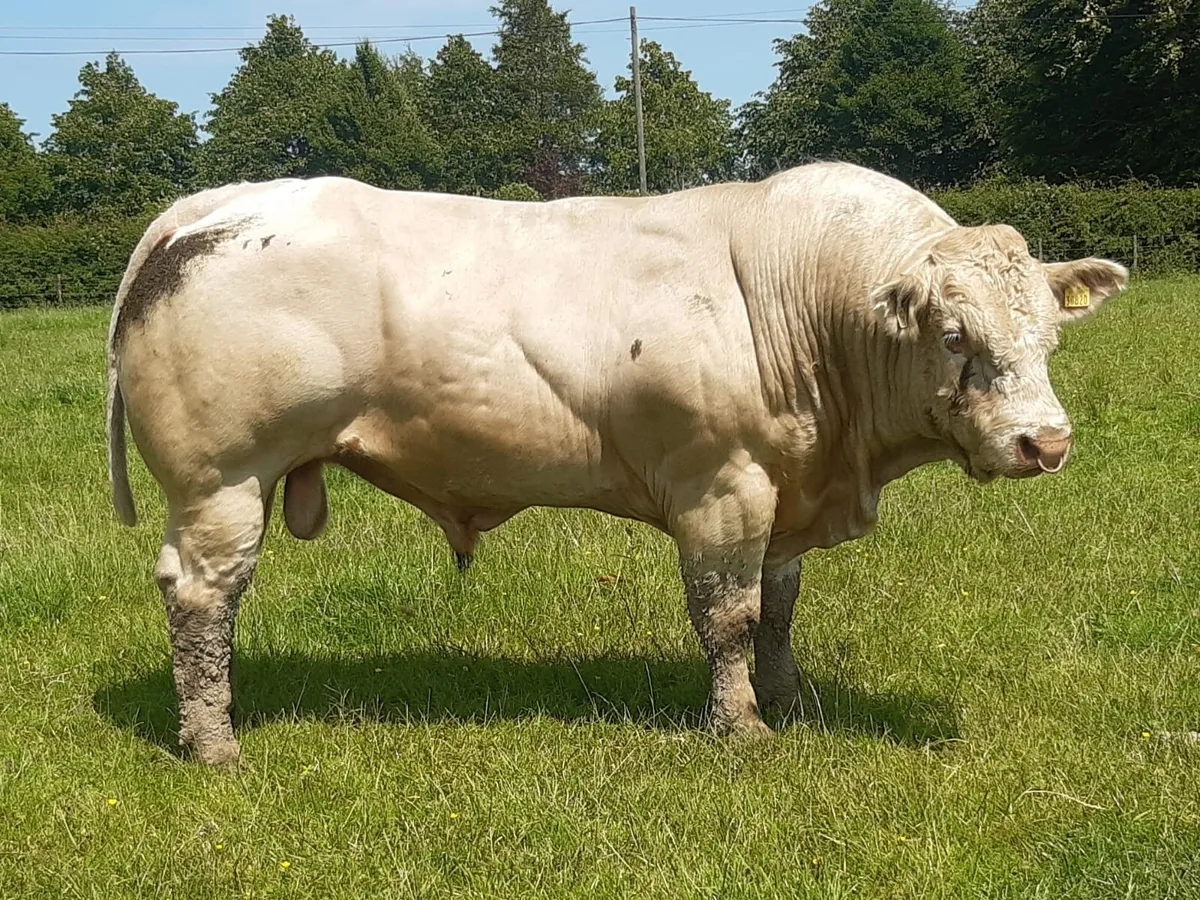 Charolais Bull - Image 1