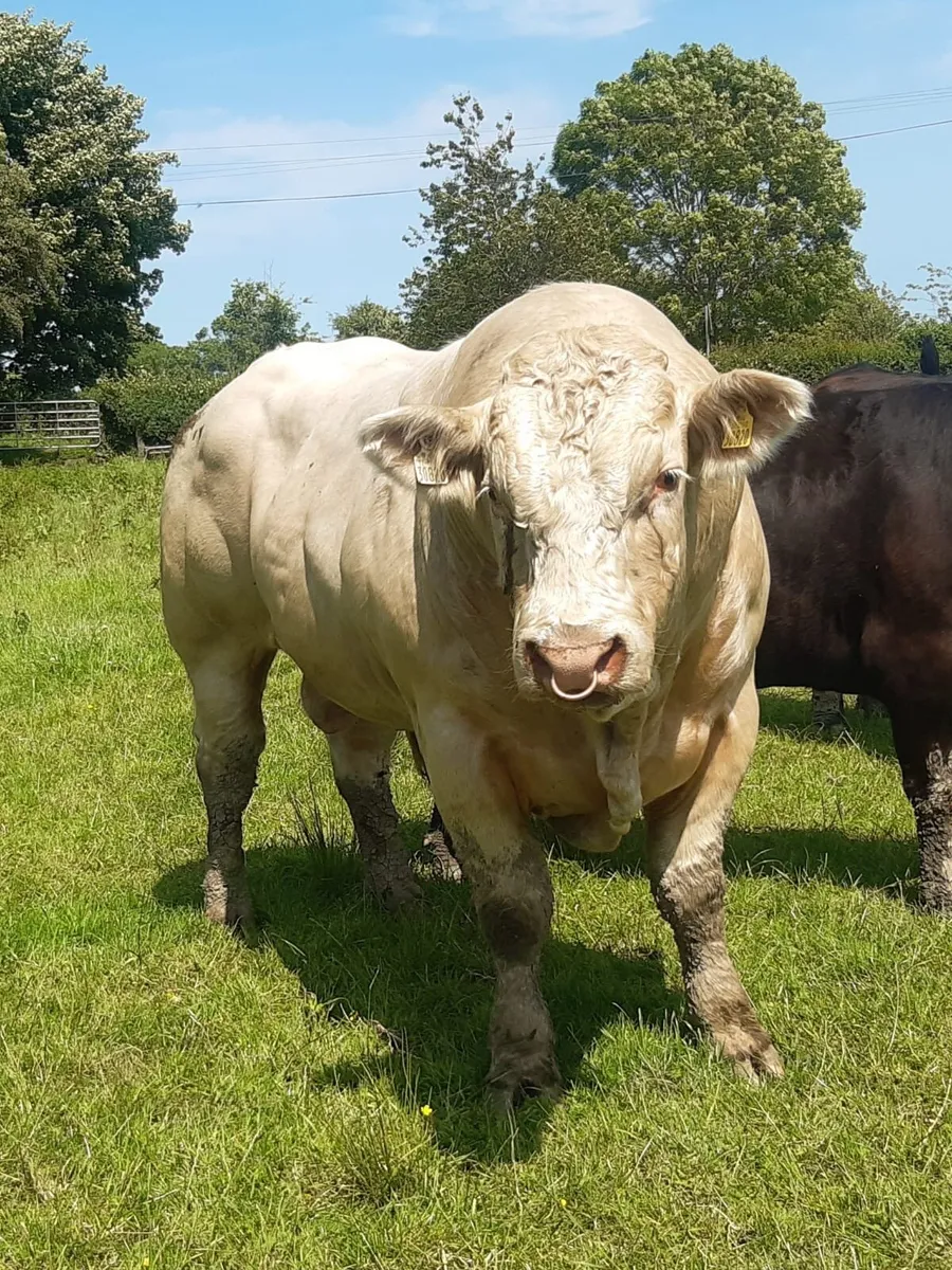 Charolais Bull - Image 2