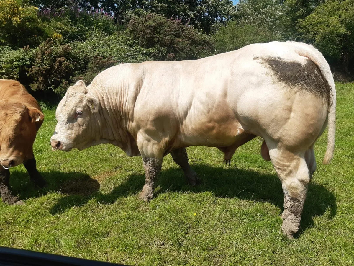Charolais Bull - Image 3