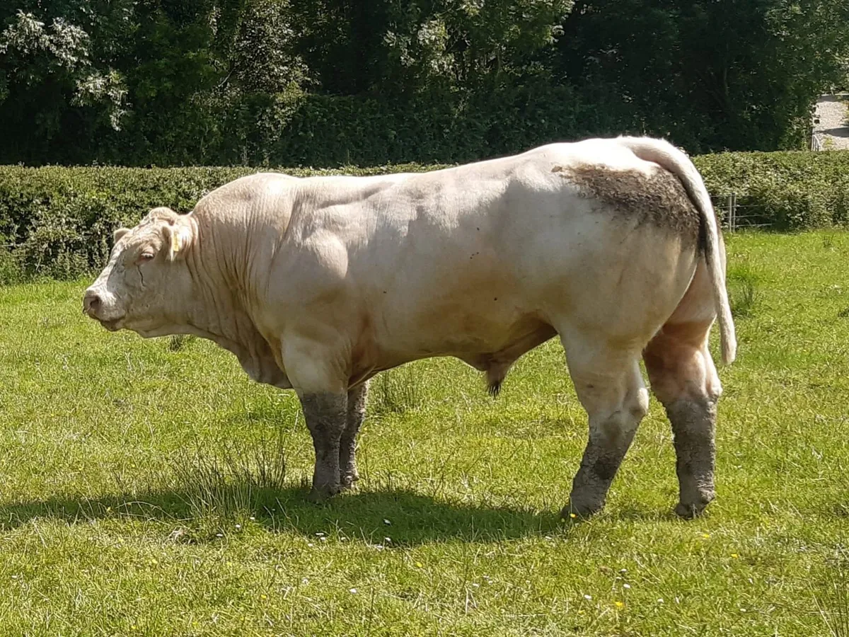 Charolais Bull - Image 4