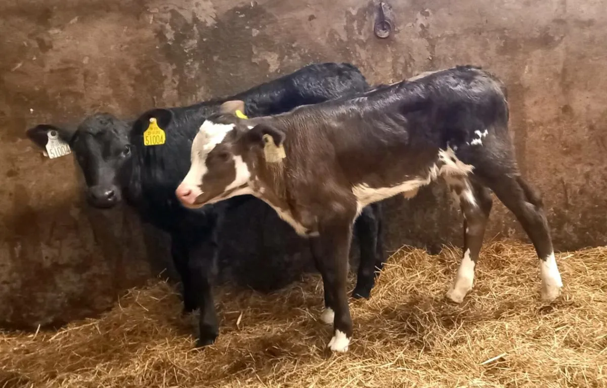 HEIFER  CALVES