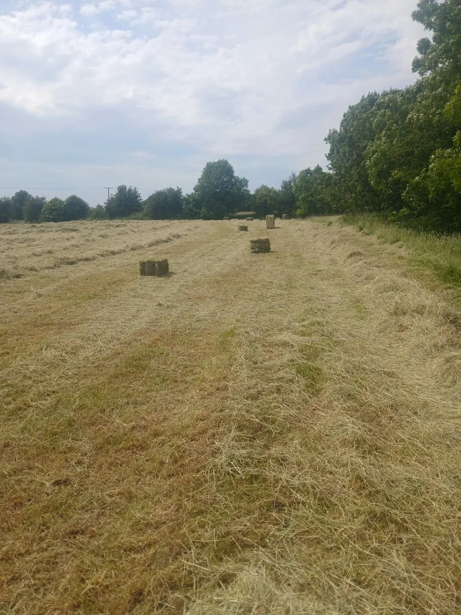 Square Bales of Hay - Image 1