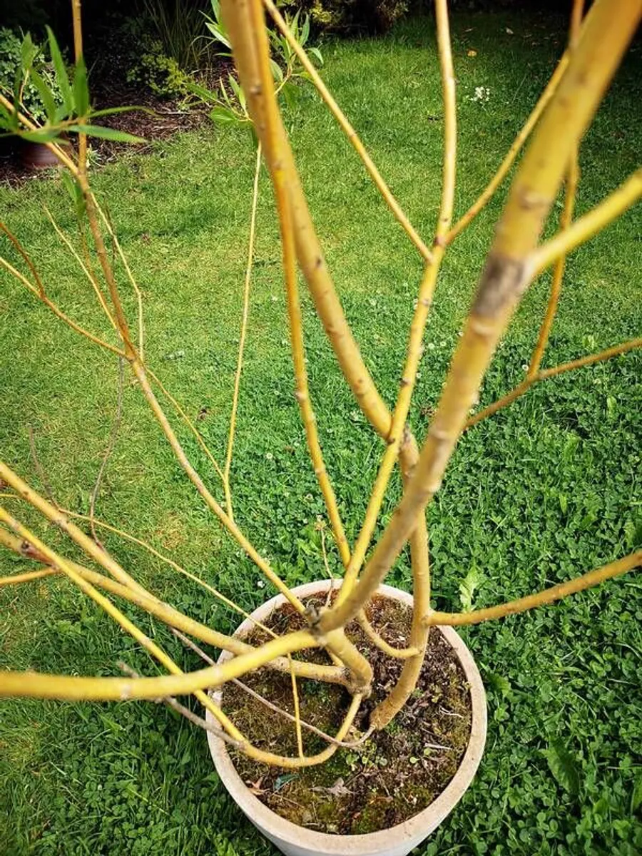 Willow tree - Image 2