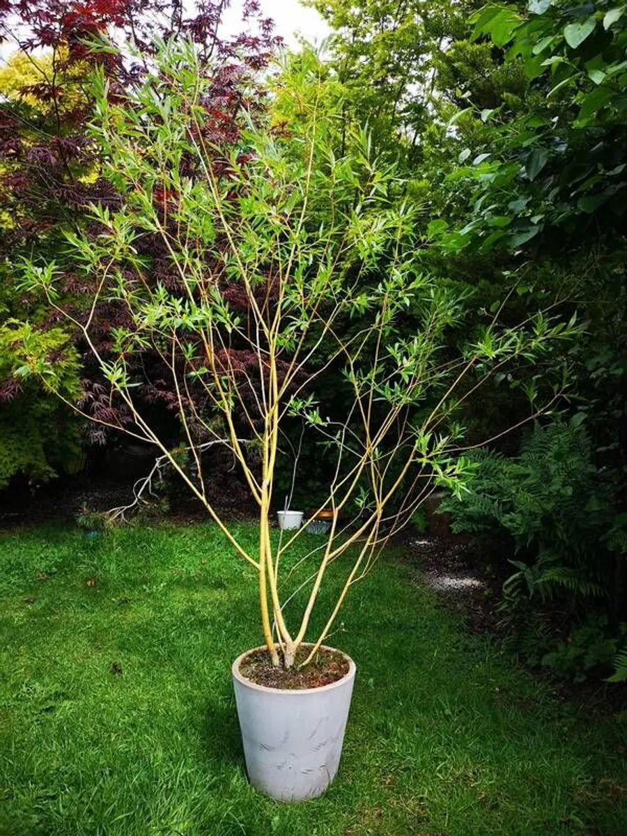 Willow tree - Image 3