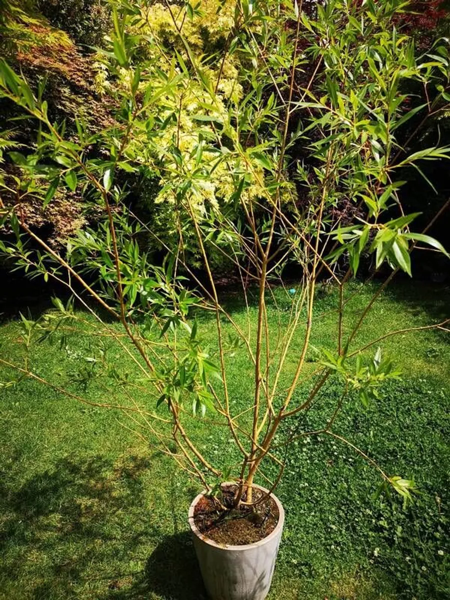 Willow tree - Image 4