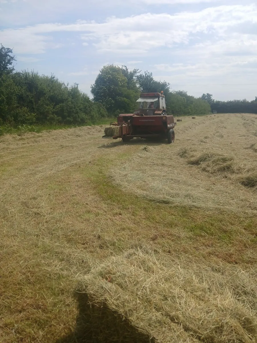Square Bales of Hay - Image 3