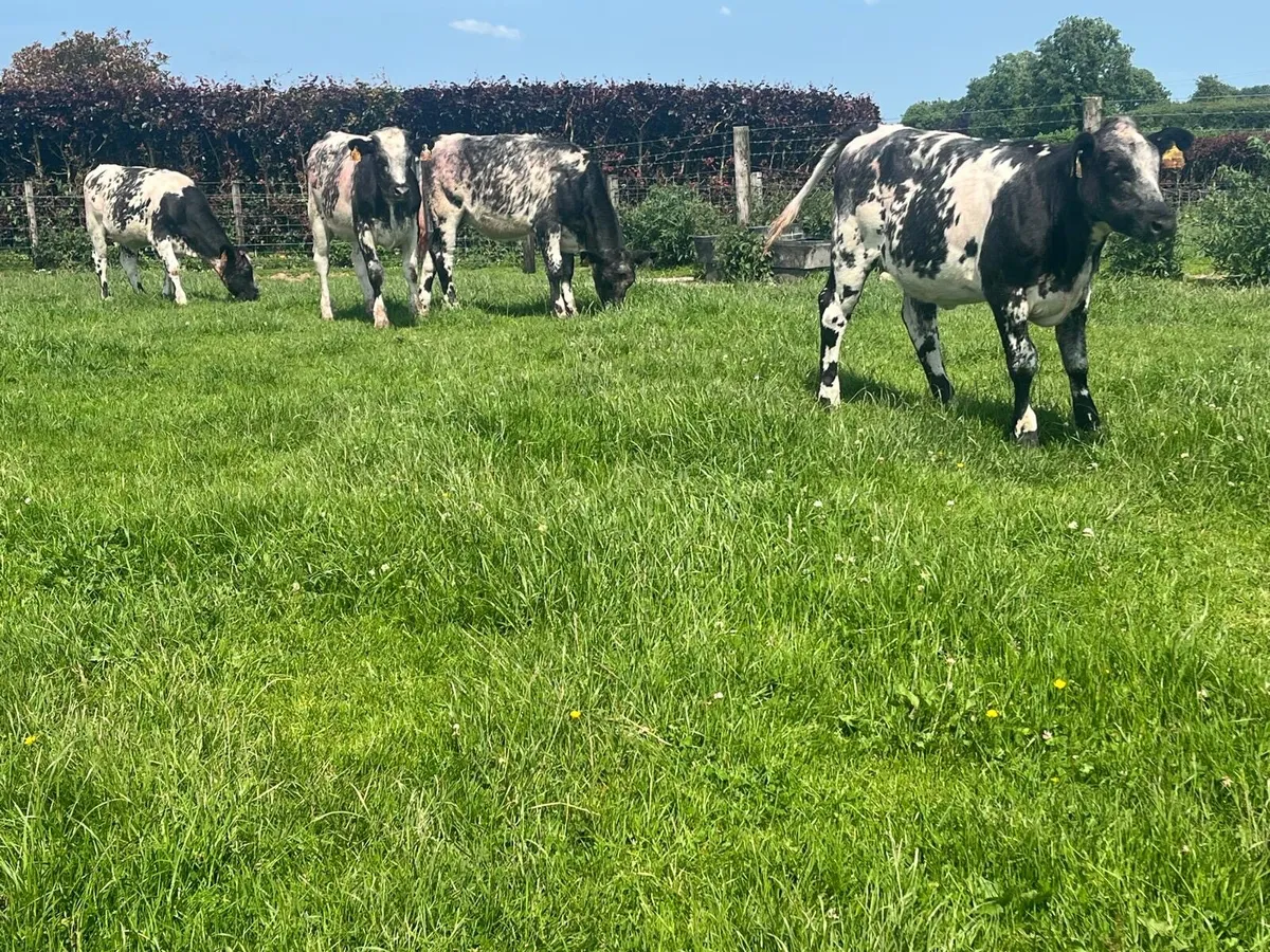 10 super blue weanling heifers - Image 1