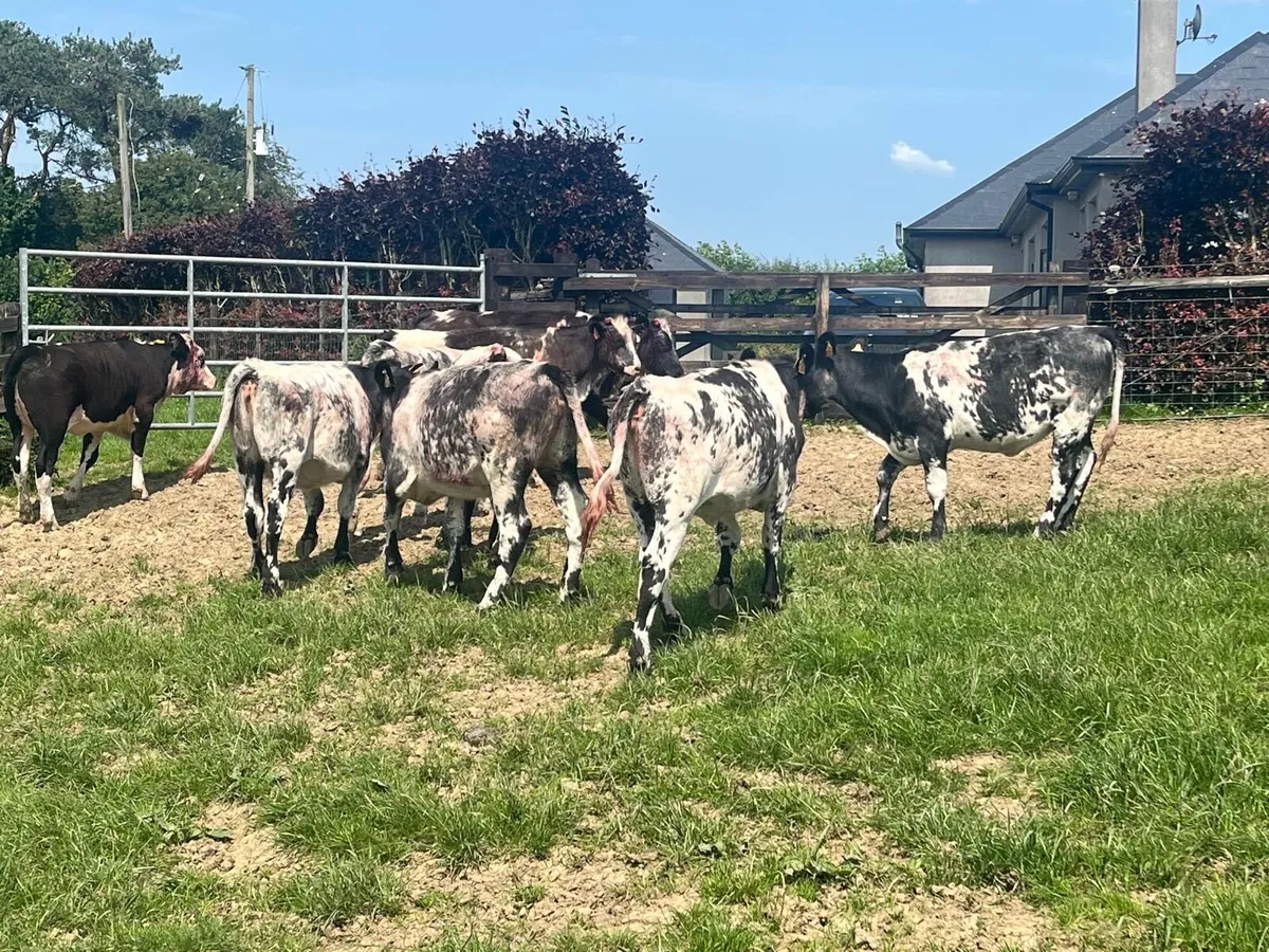 10 super blue weanling heifers - Image 2