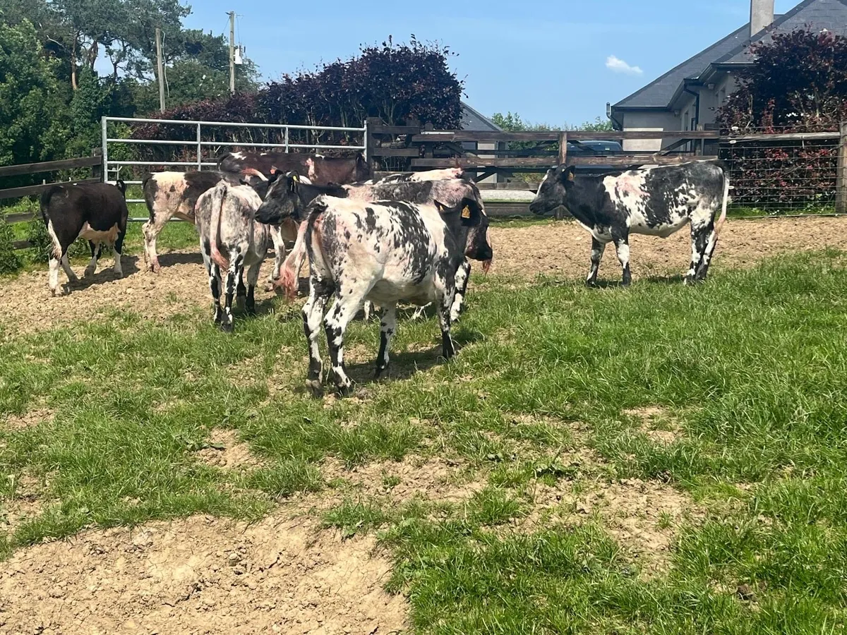 10 super blue weanling heifers - Image 3
