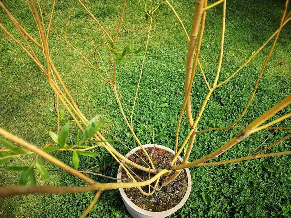 Willow tree - Image 1