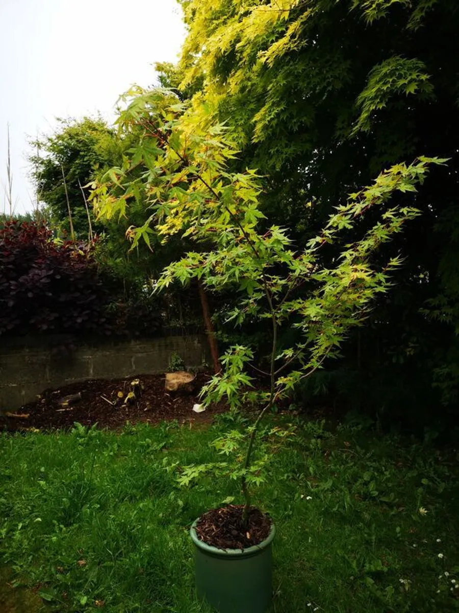 Acer tree - Image 1