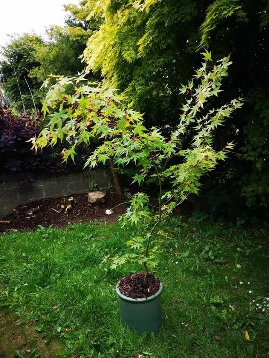 Acer tree - Image 2