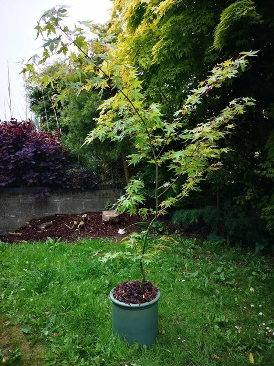 Acer tree - Image 3