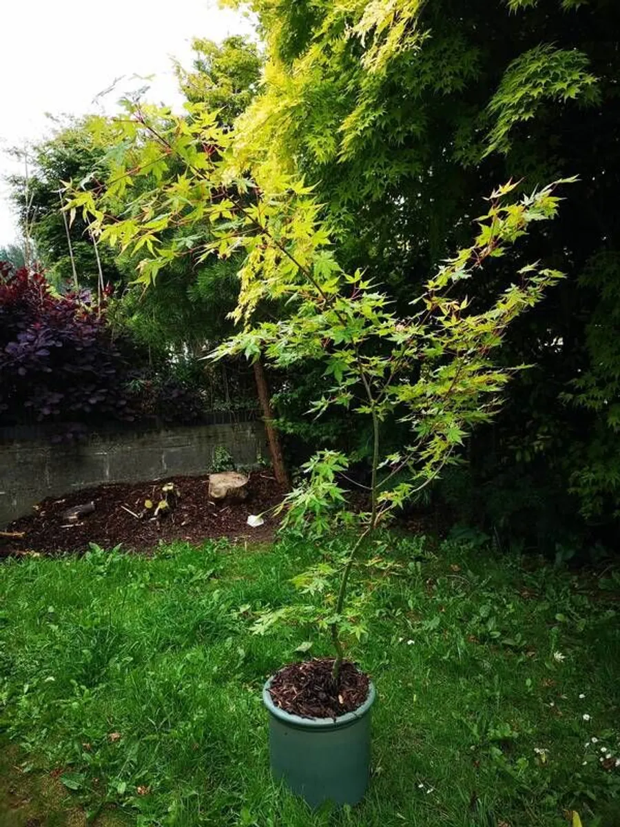 Acer tree - Image 4