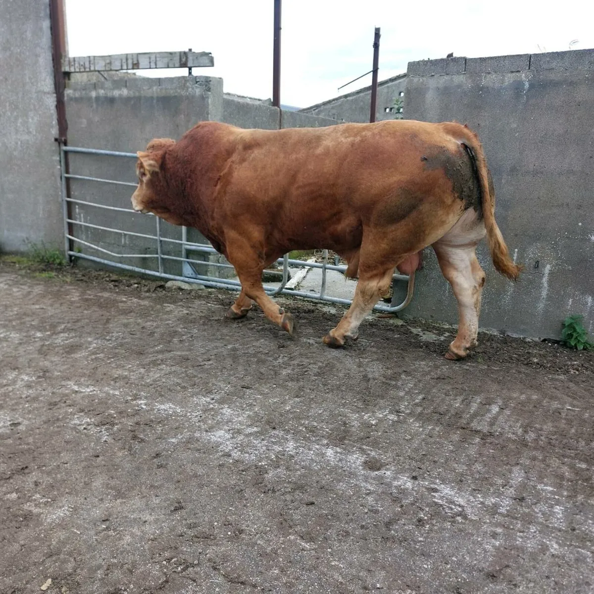 💥💥pdr limousine 5🌟bull - Image 3