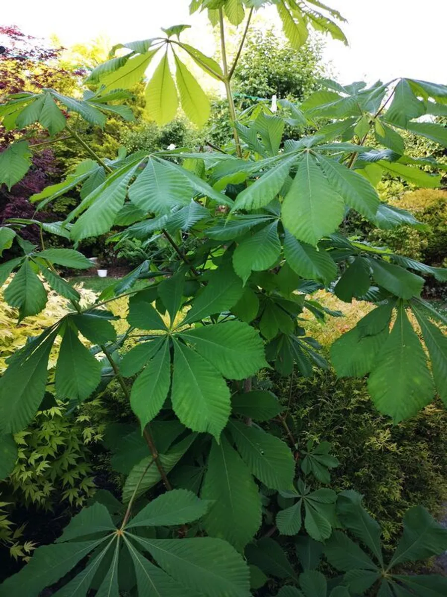 Chestnut tree - Image 1