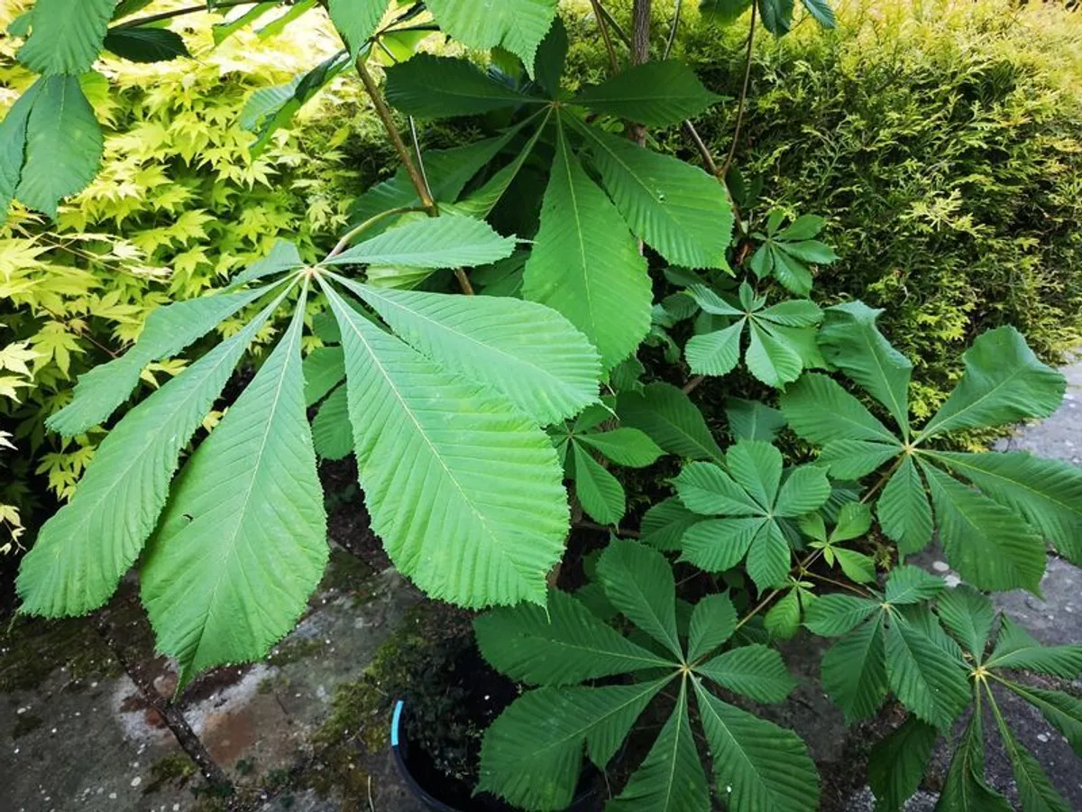 Chestnut tree - Image 2