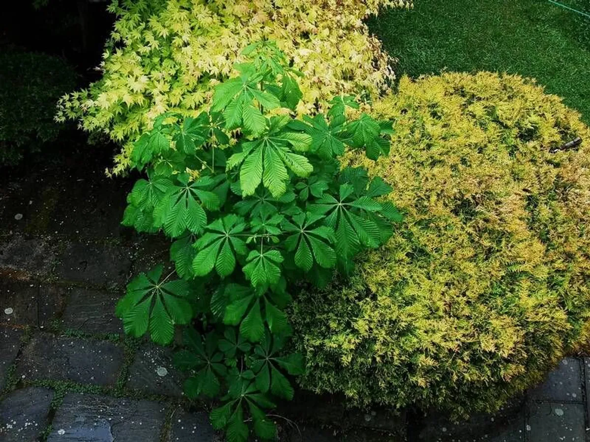 Chestnut tree - Image 3