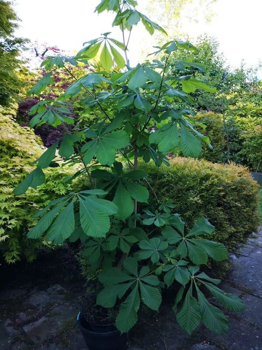 Chestnut tree - Image 4