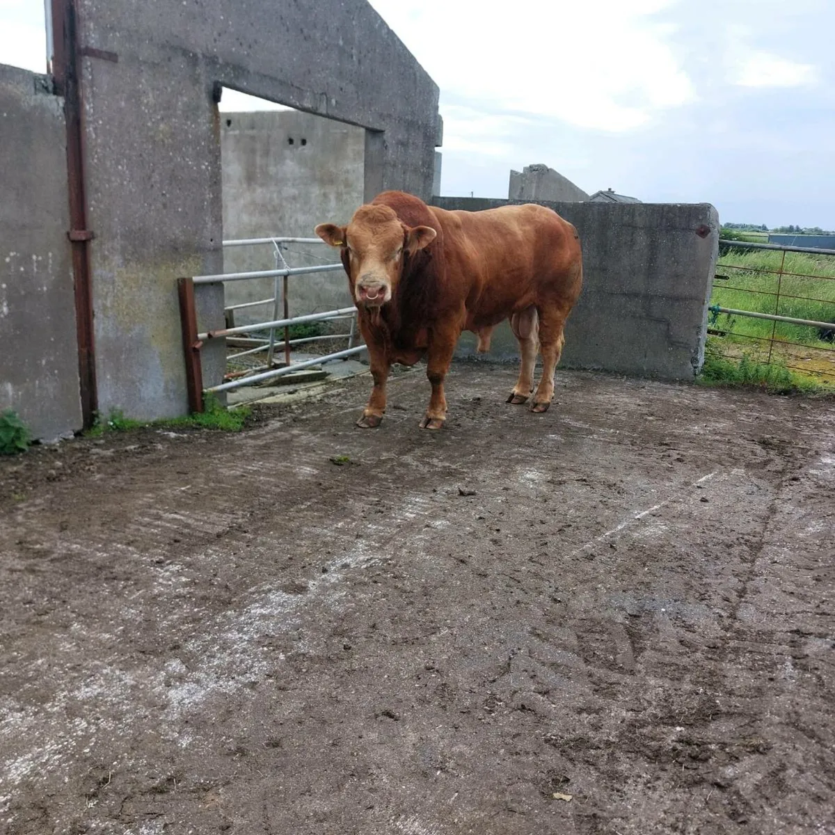 💥💥pdr limousine 5🌟bull - Image 4