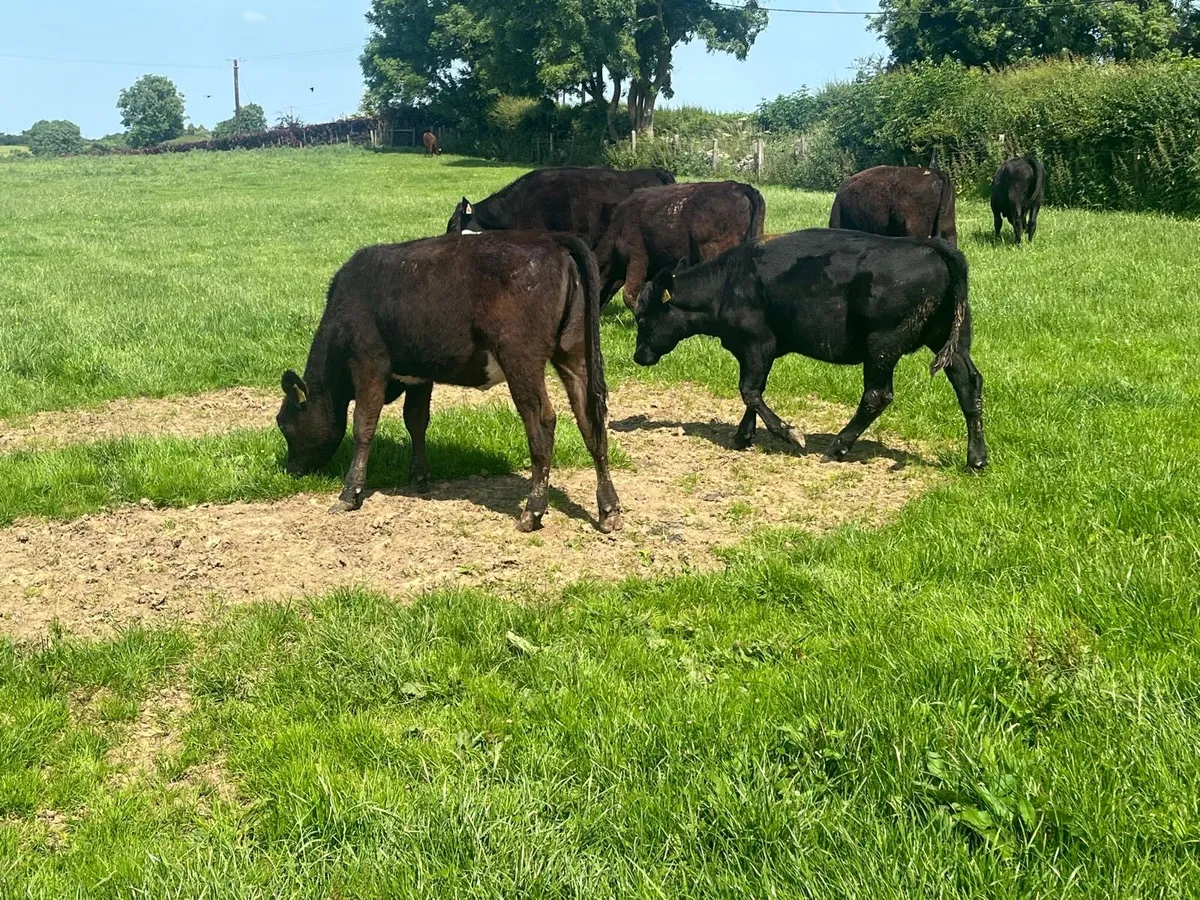 8 super  Angus yearling heifers - Image 1