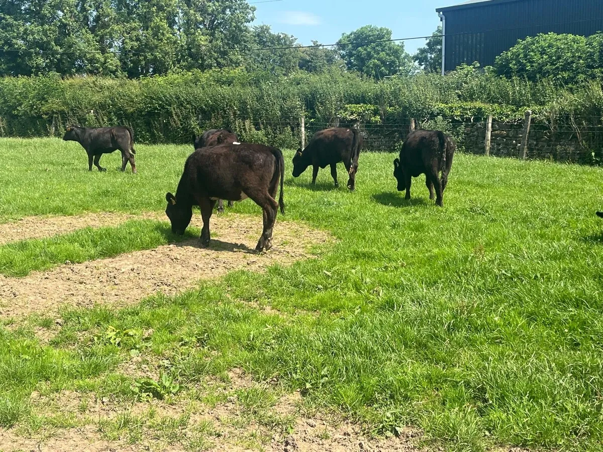 8 super  Angus yearling heifers - Image 2
