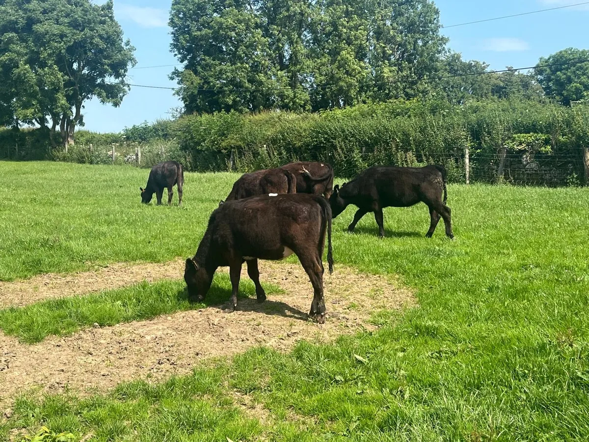 8 super  Angus yearling heifers - Image 3