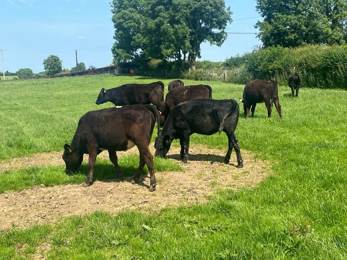 8 super  Angus yearling heifers - Image 4