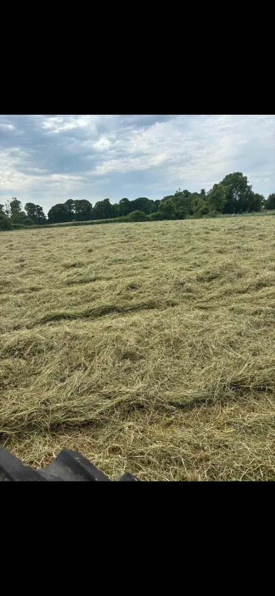 Hay