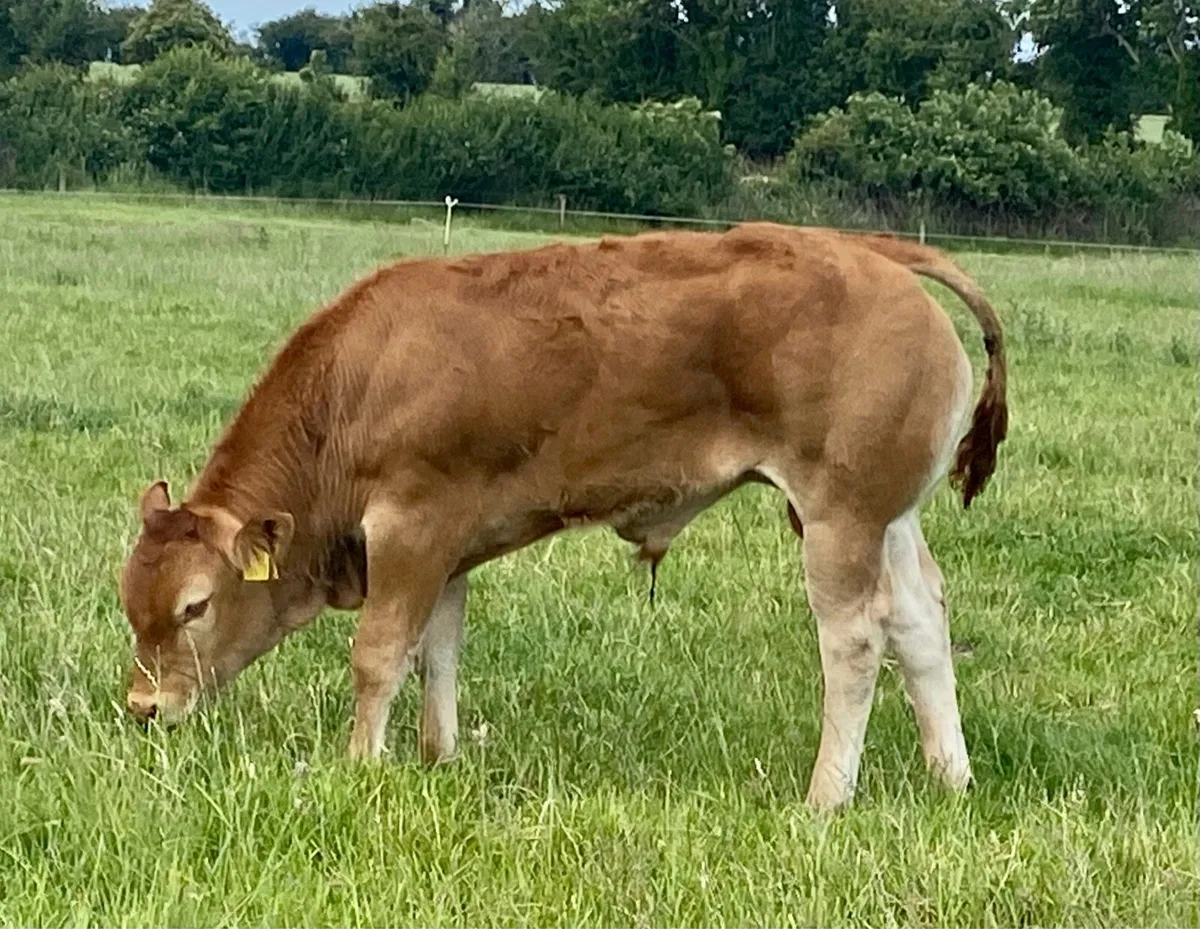 Glenford Adam - pedigree Limousin bull - Image 1
