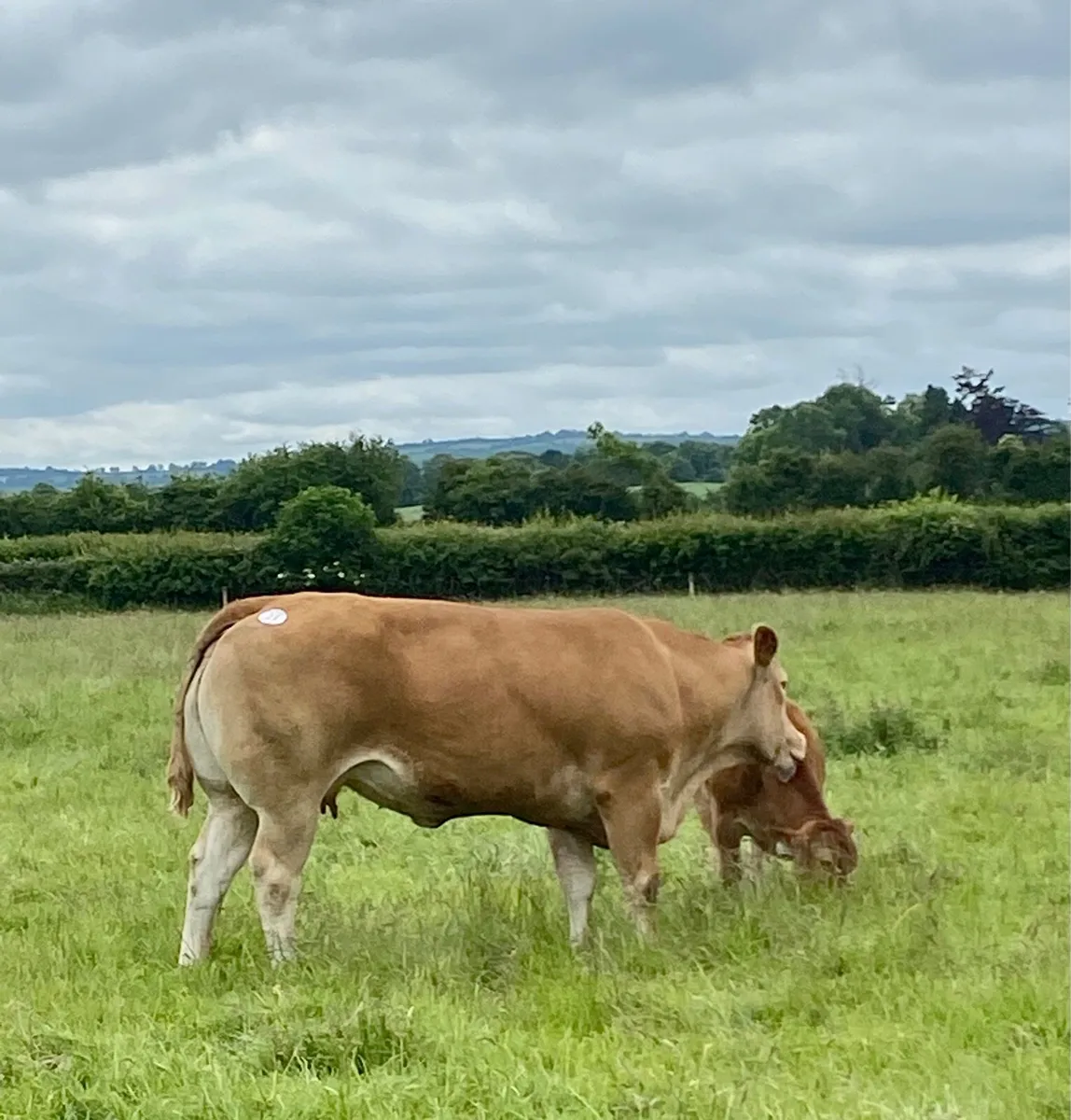 Glenford Adam - pedigree Limousin bull - Image 3