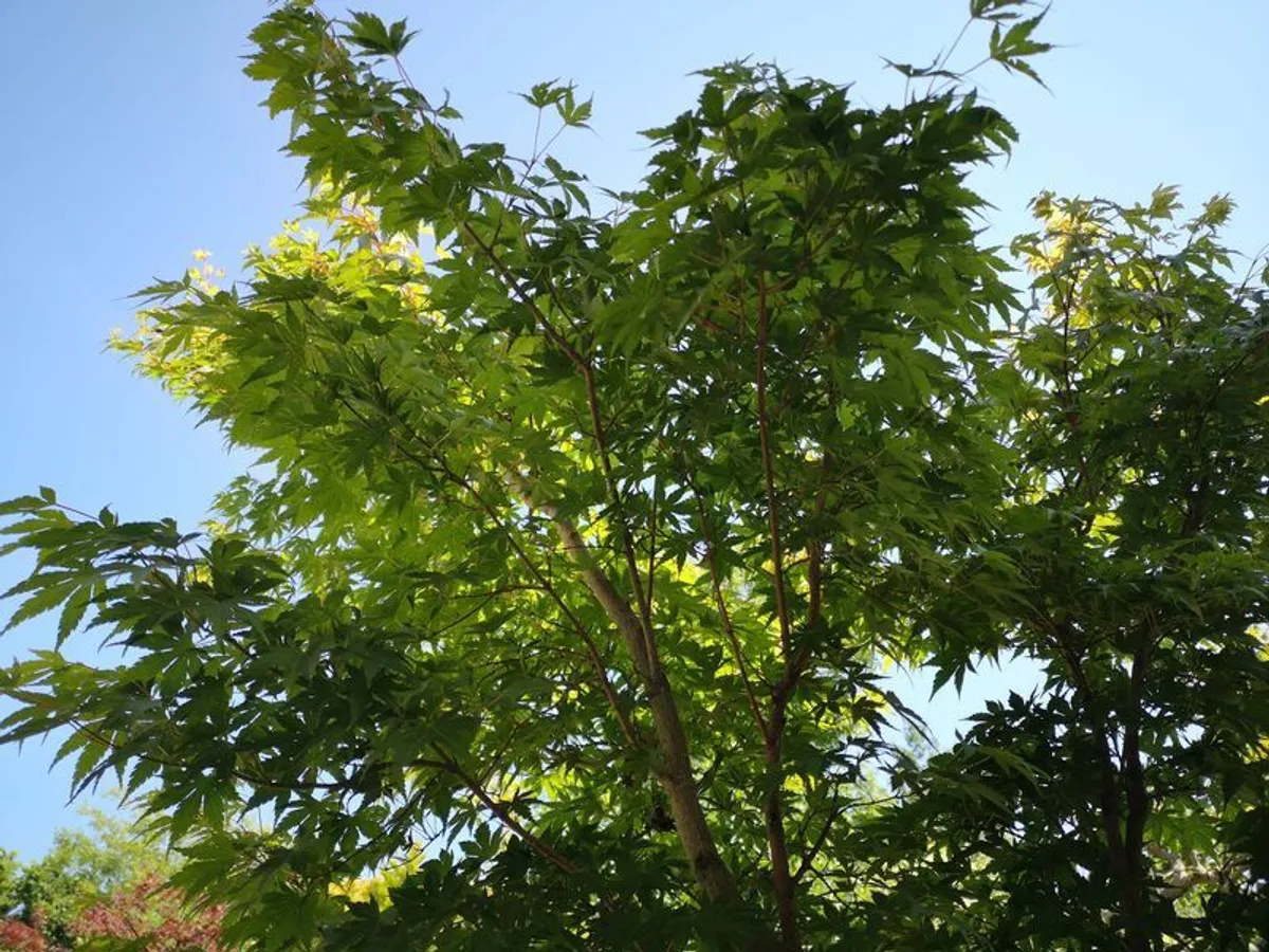 Acer tree - Image 1