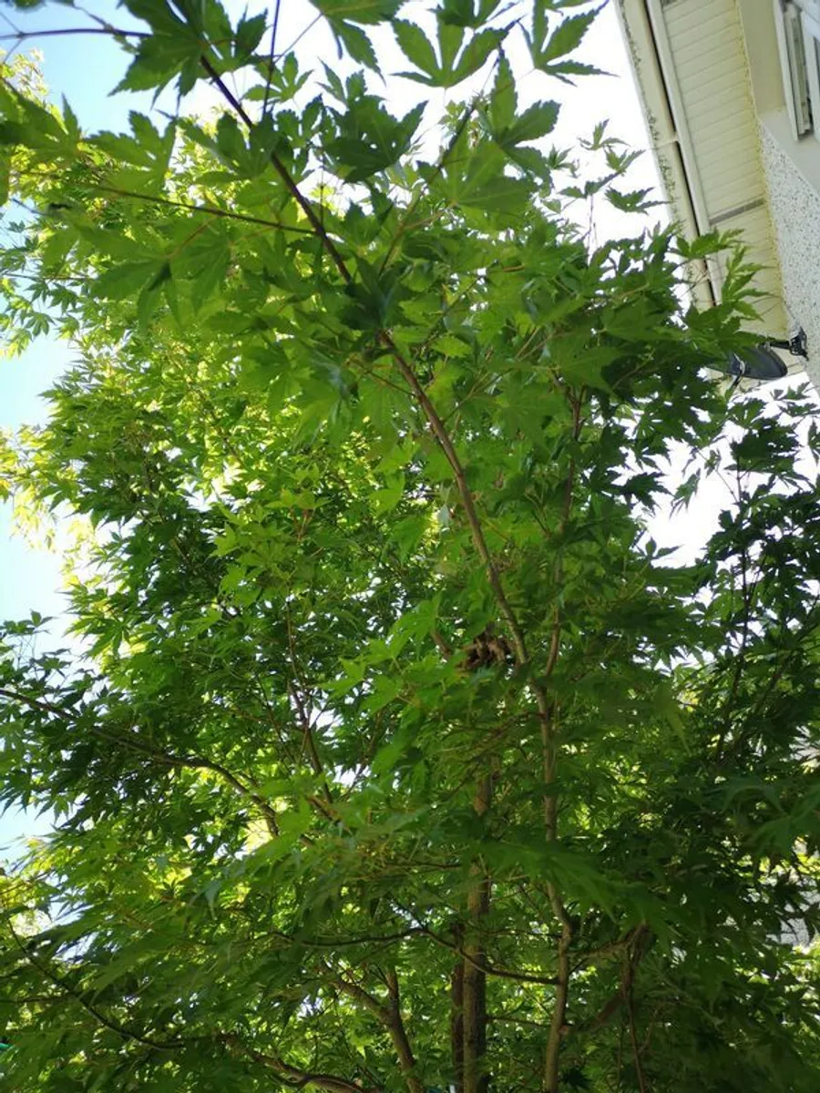 Acer tree - Image 2