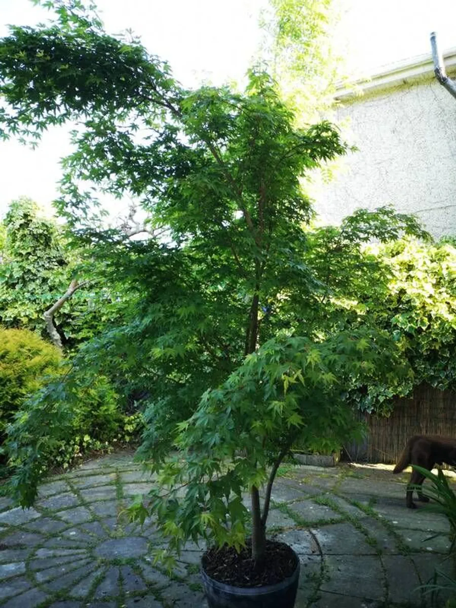 Acer tree - Image 4