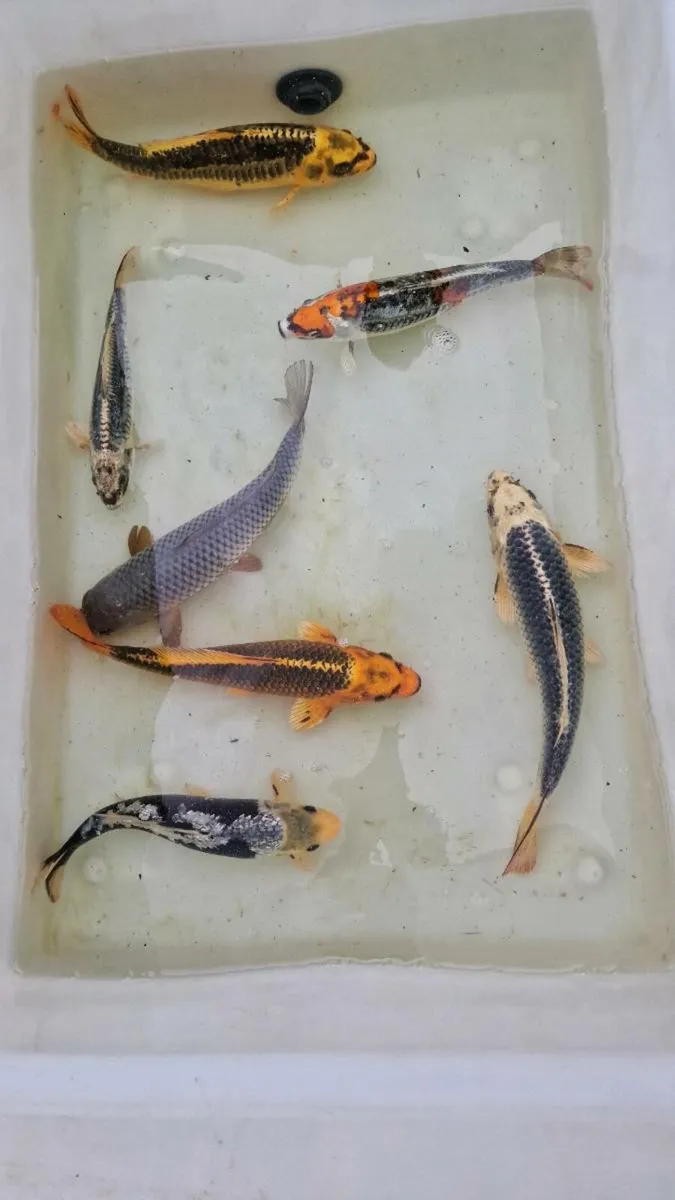 Japanese Koi - Image 1